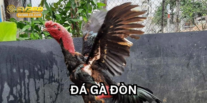 Cách nuôi Gà Đòn