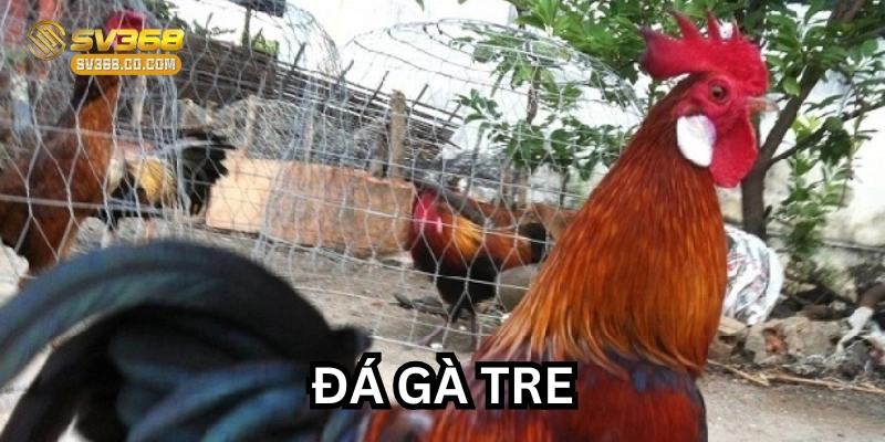 Chăm sóc Gà Tre đúng cách