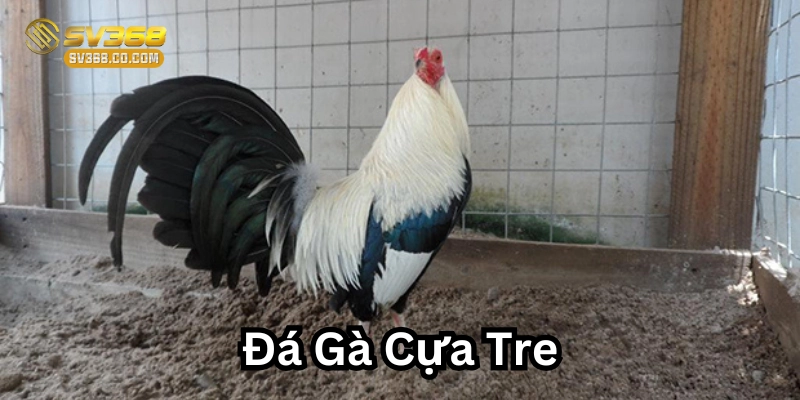 Đá Gà Cựa Tre là gì?
