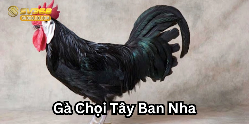 Đặc điểm của Gà Chọi Tây Ban Nha