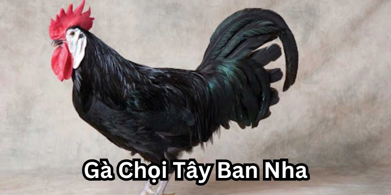 Đặc điểm của Gà Chọi Tây Ban Nha