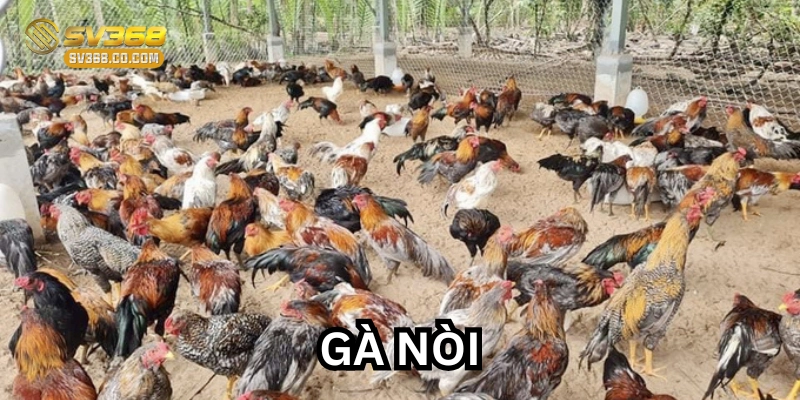 Đặc điểm của Gà Nòi