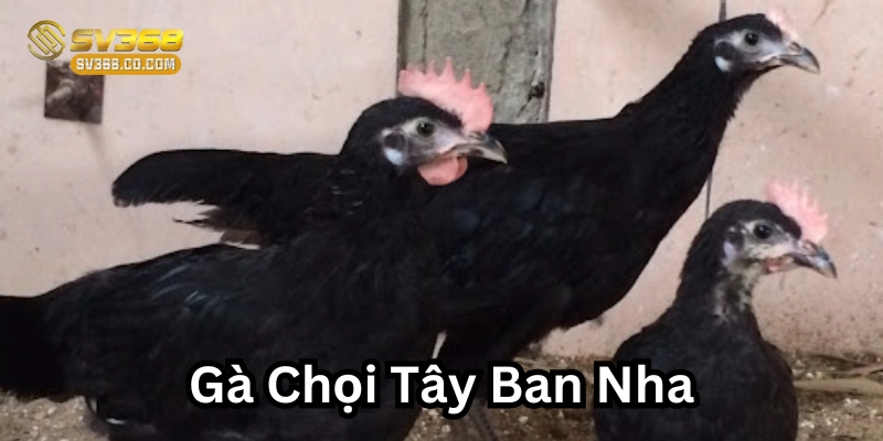 Gà Chọi Tây Ban Nha là gì?