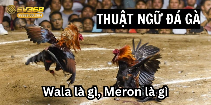 Wala là gì? Meron là gì?