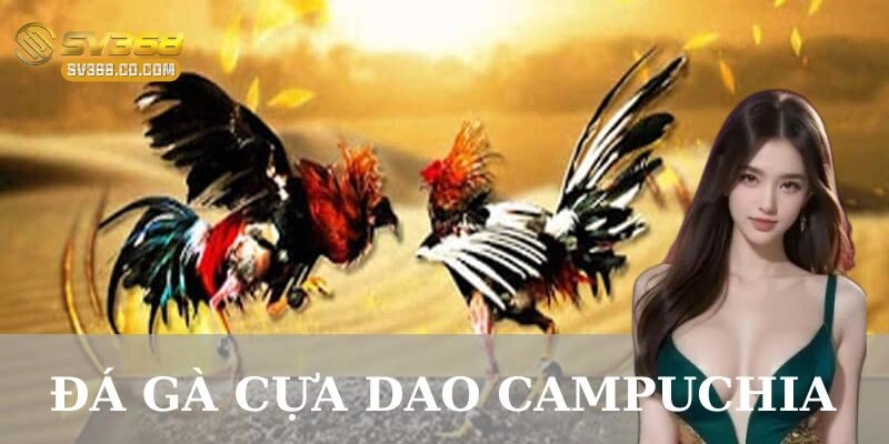 Những lưu ý quan trọng khi tham gia Đá gà cựa dao Campuchia