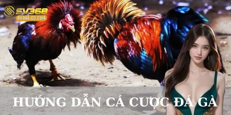Hướng dẫn cá cược đá gà trực tuyến chi tiết