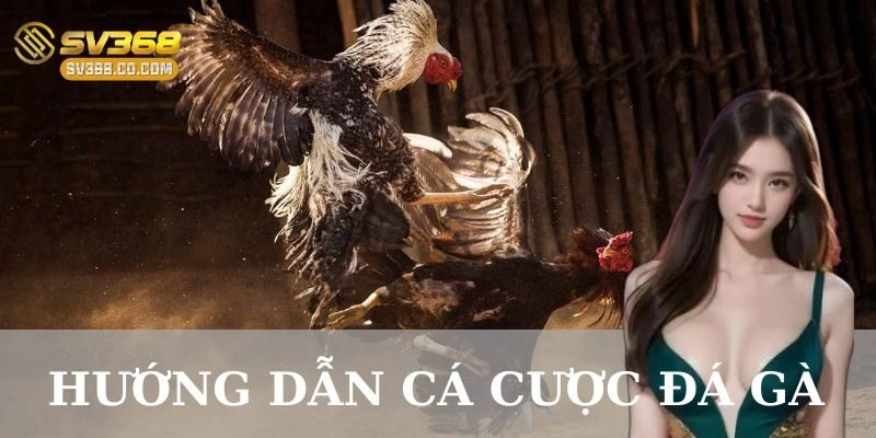 Ví dụ cụ thể về hướng dẫn cá cược đá gà