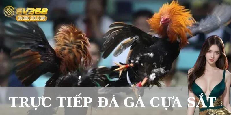 Sự phát triển và quy luật của đá gà cựa sắt