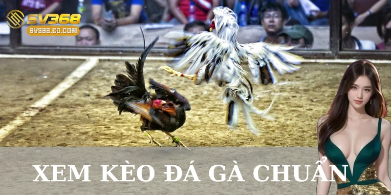 Tổng quan về kèo đá gà