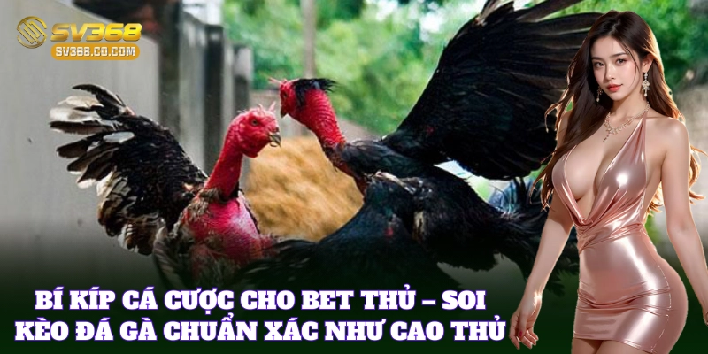 Mẹo Soi Kèo Đá Gà Chuẩn Xác từ dân chuyên