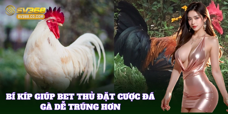 Kinh nghiệm chơi cược từ 10 giống gà đá Mỹ chuẩn