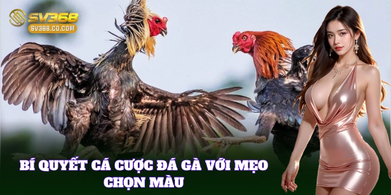 Mẹo Chọn Gà Đá Theo Màu giúp tăng tỷ lệ thắng