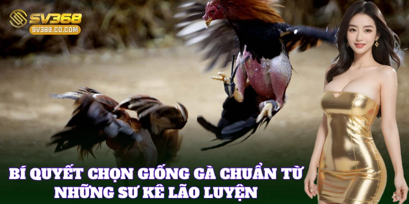 Kinh Nghiệm Nuôi Gà Đá Hay được chia sẻ từ thực tế