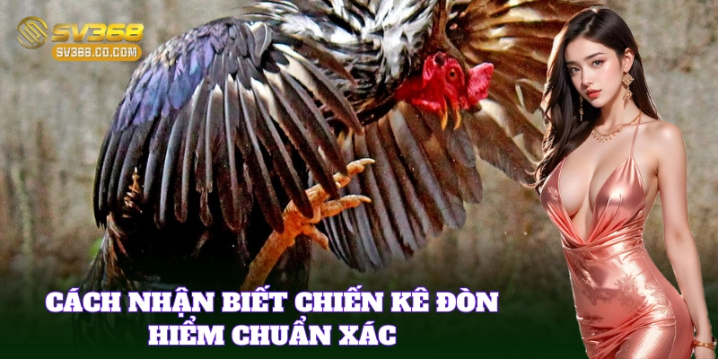 Đặc điểm nhận biết chuẩn của Chiến Kê Đòn Hiểm