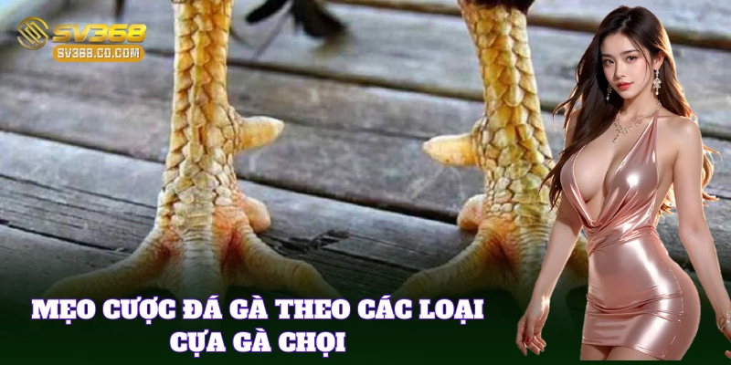 Bí kíp cá cược đá gà dựa vào Các Loại Cựa Gà Chọi