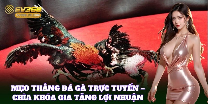 Mẹo Thắng Đá Gà Trực Tuyến - Bí quyết chọn kèo chuẩn xác