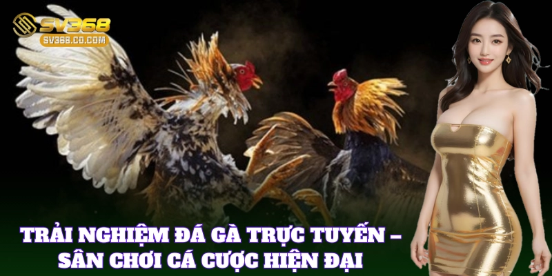 Giới thiệu thông tin về đá gà trực tuyến dễ hiểu
