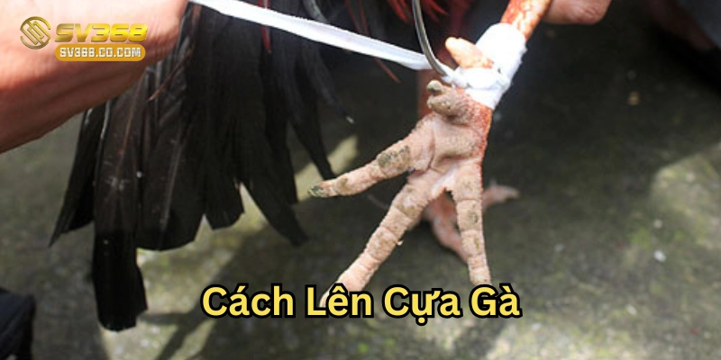 Cách Lên Cựa Gà là gì?