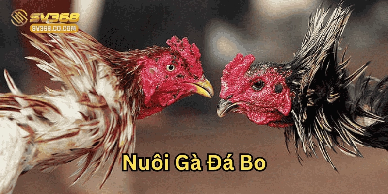 Chọn giống khi Nuôi Gà Đá Bo