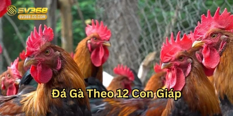 Đá Gà Theo 12 Con Giáp là gì?