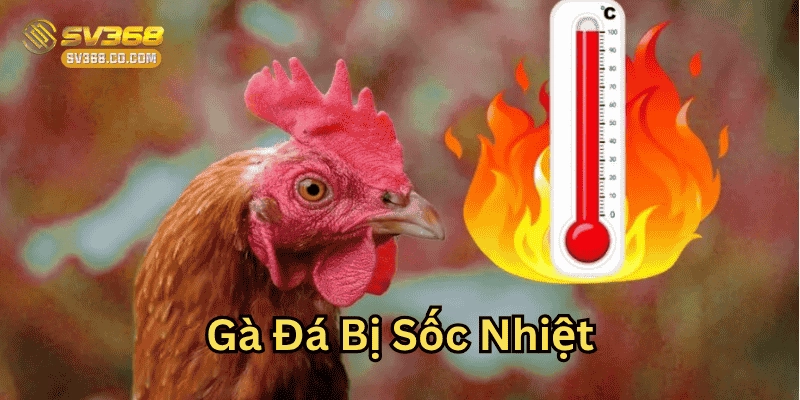 Gà Đá Bị Sốc Nhiệt có nguy hiểm không?