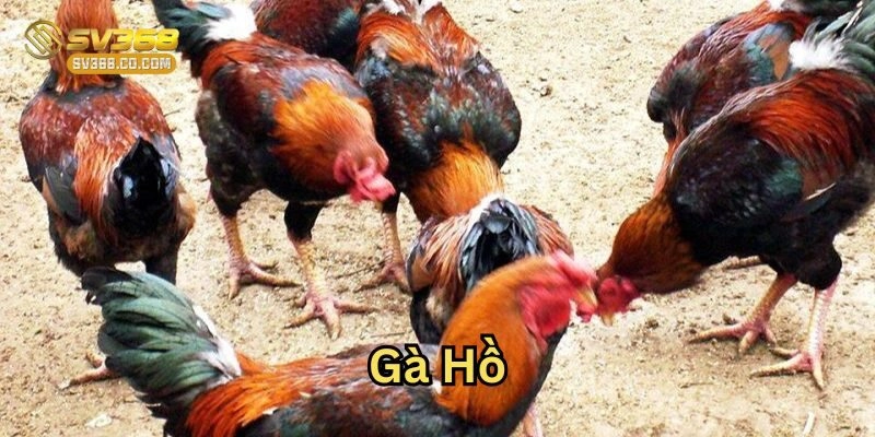 Gà Hồ có sức mạnh như thế nào khi thi đấu?