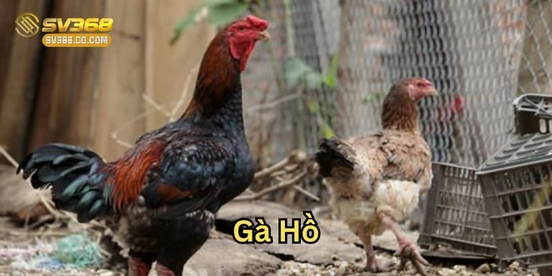 Lợi thế của Gà Hồ