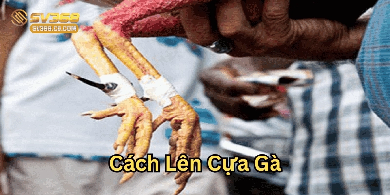 Mẹo hay trong Cách Lên Cựa Gà